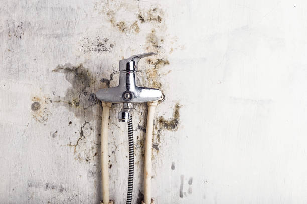 Best Mold Removal Company Near Me  in Black Canyon City, AZ