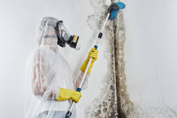 Best Black Mold Removal  in Black Canyon City, AZ