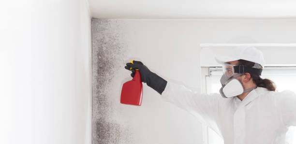 Best Residential Mold Removal  in Black Canyon City, AZ