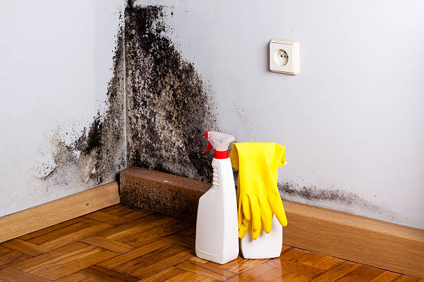 Mold Removal Process in Black Canyon City, AZ