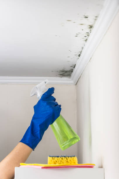 Best Mold Testing  in Black Canyon City, AZ