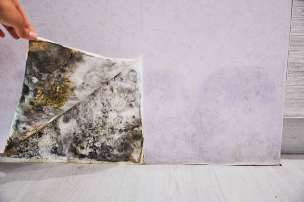 Best Mold Cleaning Services  in Black Canyon City, AZ